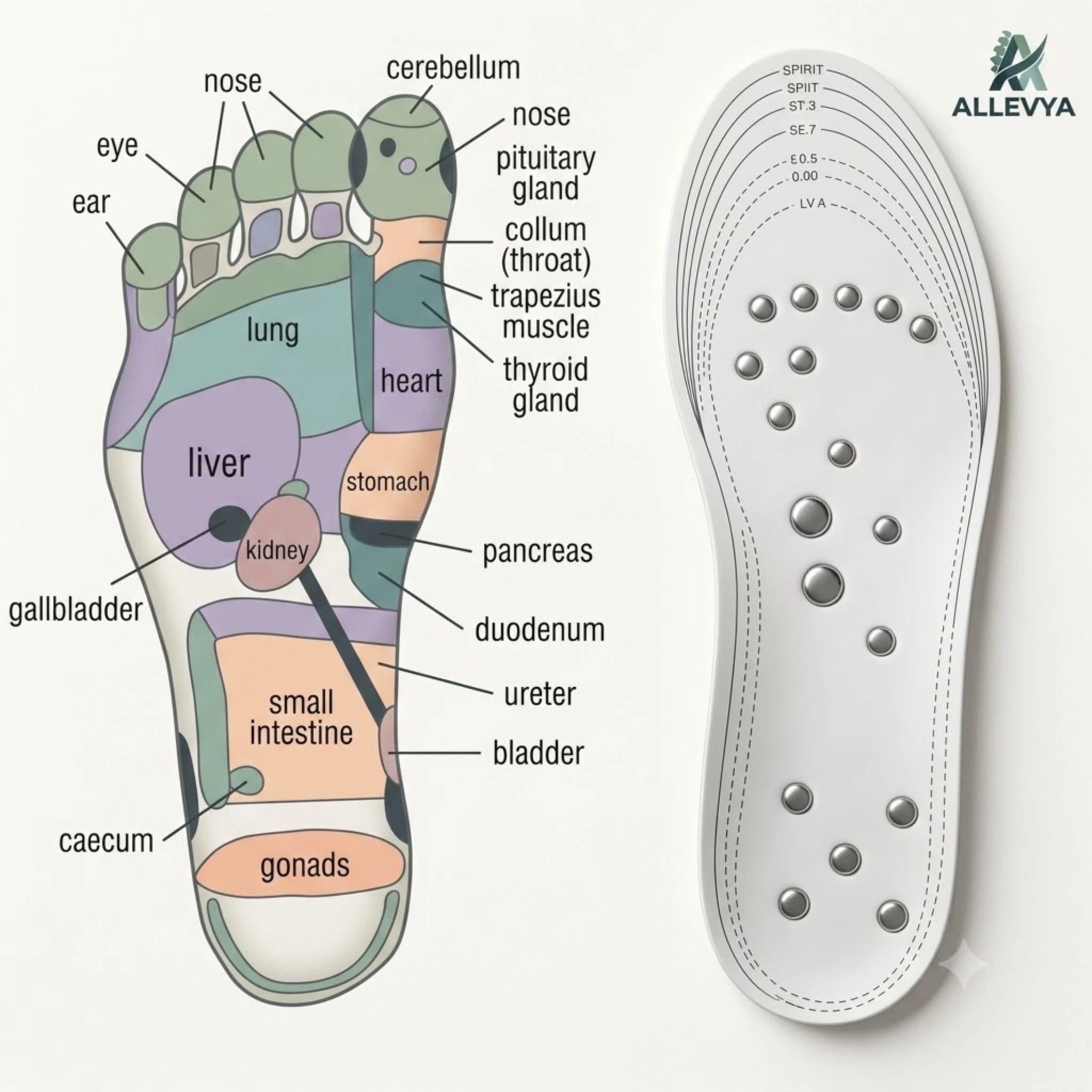 Magnetic Therapy Insoles with 18 Magnets – Acupressure & Weight Loss Reflexology Memory Foam Insoles, Unisex One Size